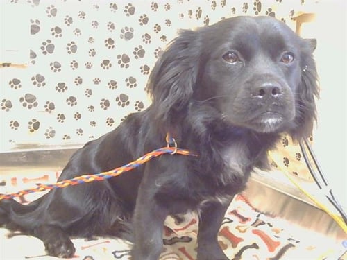 A928412 - English Springer Spaniel available for adoption