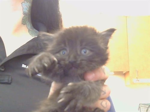 A920424 - Domestic Medium Hair available for adoption