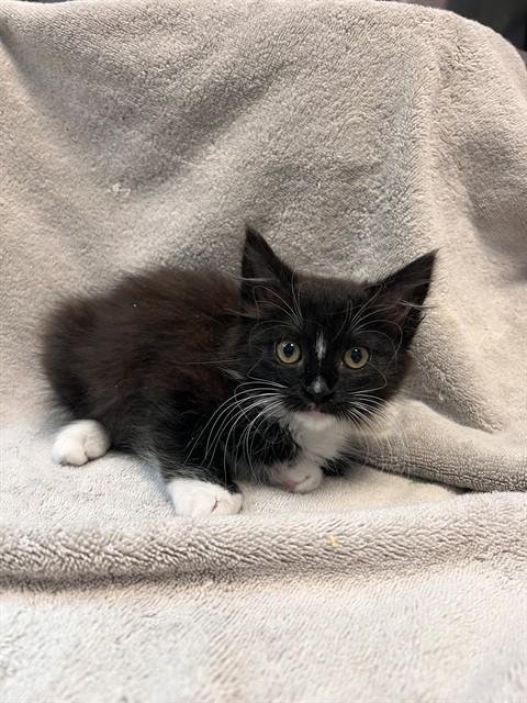 A926572 - Domestic Medium Hair available for adoption