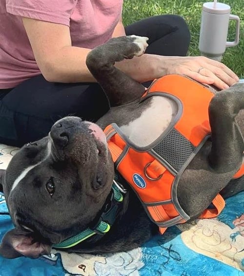 PANDA - Pit Bull Terrier available for adoption