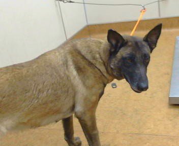 *CHEERIO - Belgian Shepherd Malinois available for adoption