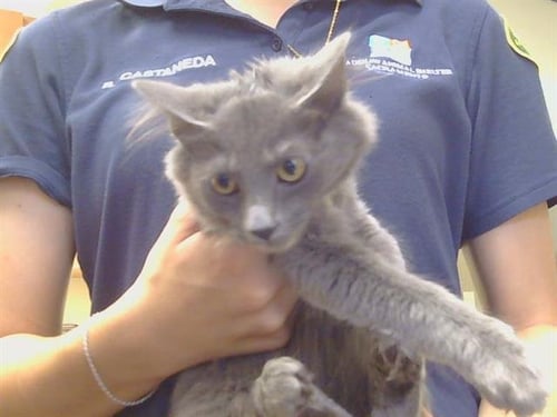 A929550 - Domestic Short Hair available for adoption