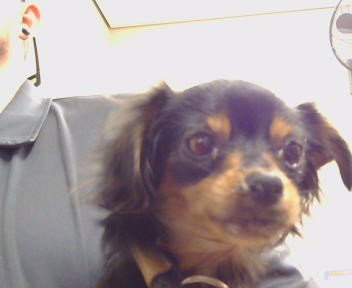 A924575 - Chihuahua available for adoption