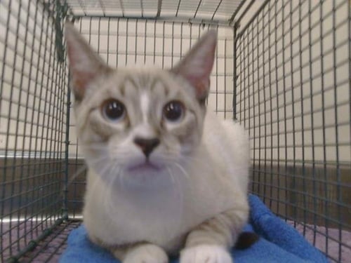 *ALPHA - Siamese available for adoption