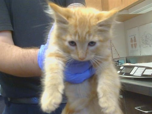A928223 - Domestic Short Hair available for adoption