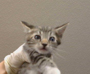 A926135 - Domestic Short Hair available for adoption