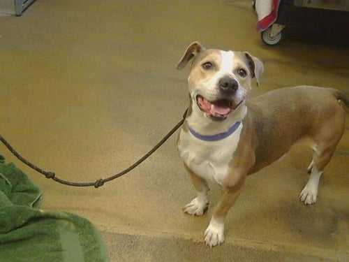 A929045 - Dachshund available for adoption