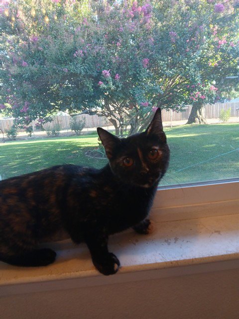 A923094 - Domestic Short Hair available for adoption