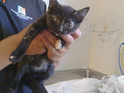 A923094 - Domestic Short Hair available for adoption