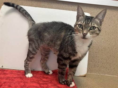 *CAMPBELL - Domestic Short Hair available for adoption