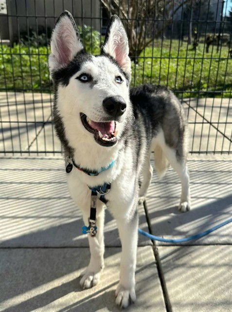 *TORI - Siberian Husky available for adoption