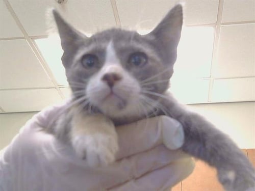 *ALASKA - Domestic Short Hair available for adoption