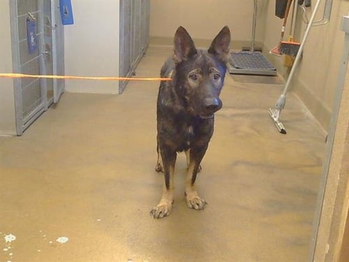 *ALDO - German Shepherd Dog available for adoption