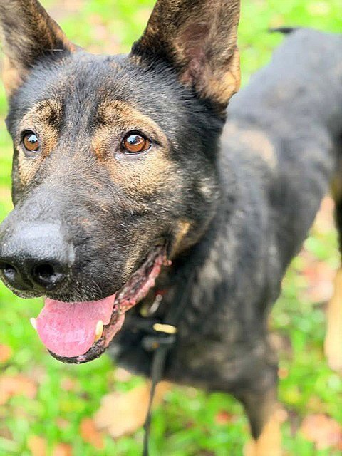 *ALDO - German Shepherd Dog available for adoption