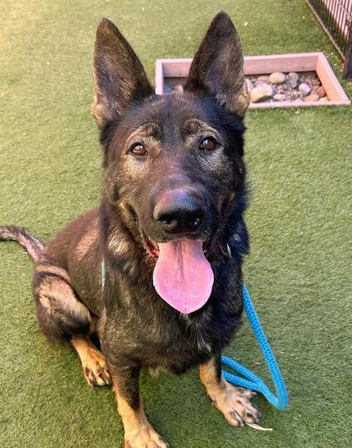 *ALDO - German Shepherd Dog available for adoption