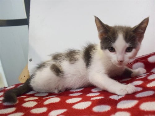 *OSCAR - Domestic Short Hair for adoption in Elk Grove