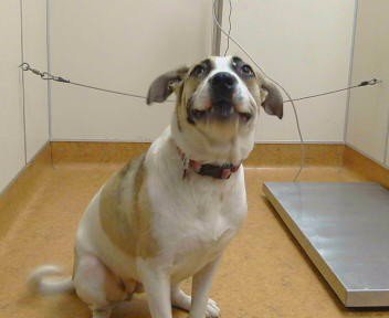 LADY - Anatolian Shepherd / Pit Bull Terrier available for adoption