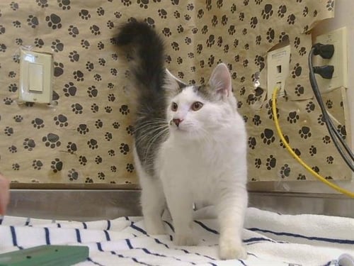 A928354 - Domestic Medium Hair available for adoption