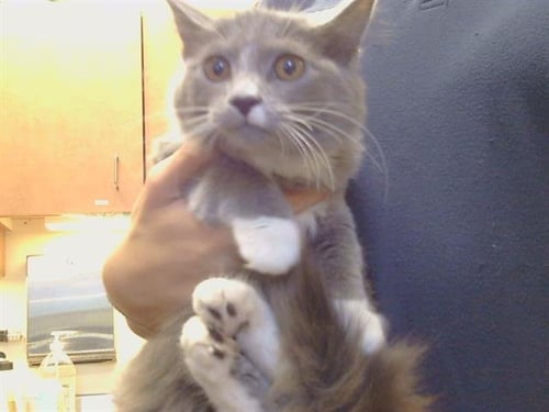 A929549 - Domestic Short Hair available for adoption
