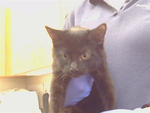 A929768 - Domestic Short Hair available for adoption