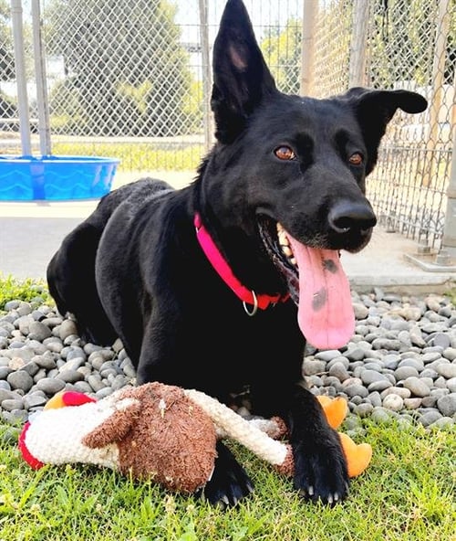 IZZY - German Shepherd Dog for adoption in Elk Grove