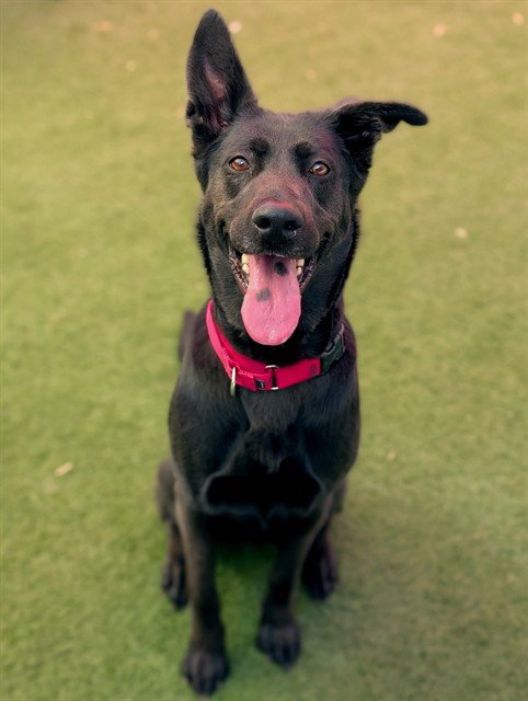 IZZY - German Shepherd Dog available for adoption