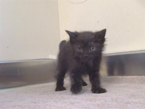 *BRIGITTE - Domestic Short Hair available for adoption