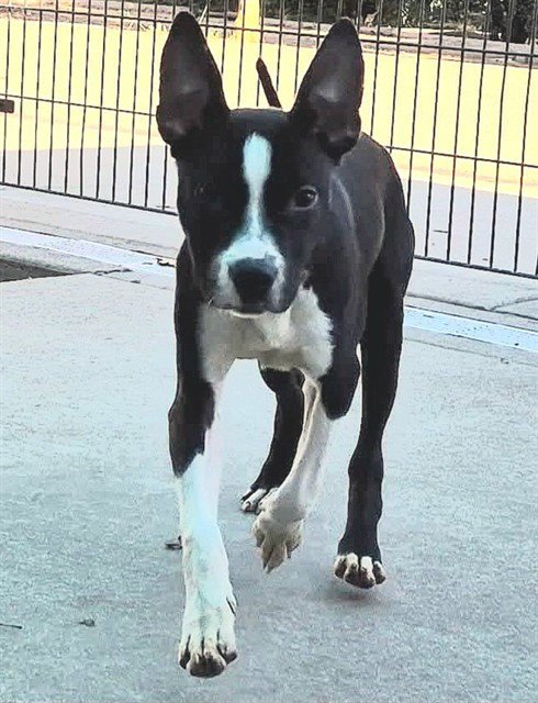 RAIDER - Pit Bull Terrier available for adoption