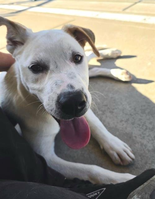 *SONNY - Pit Bull Terrier available for adoption