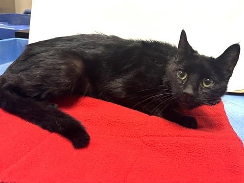 *BINGO - Domestic Short Hair available for adoption