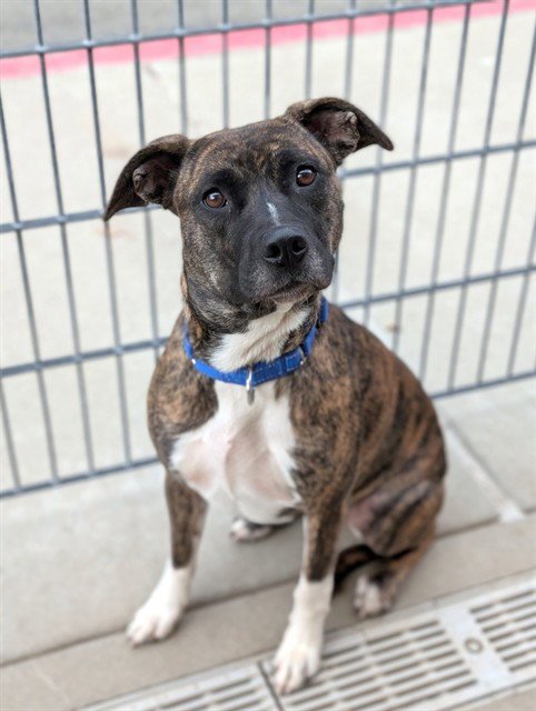 *ANIKA - Pit Bull Terrier available for adoption