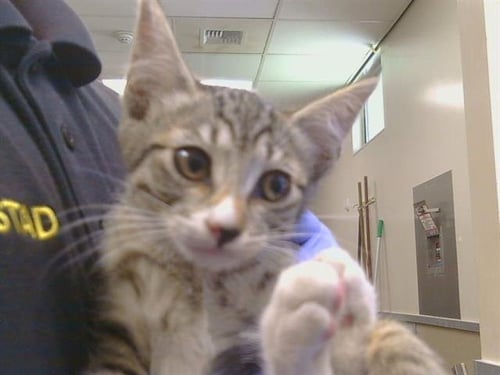 *MUFFIN - Domestic Short Hair for adoption in Elk Grove