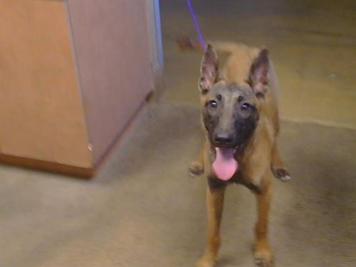 *LOTTIE - German Shepherd Dog available for adoption