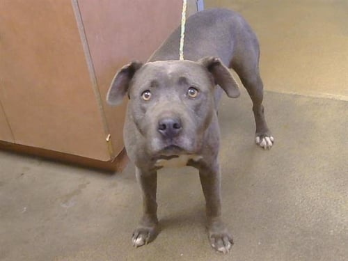 *IRIS - Pit Bull Terrier for adoption in Roseville
