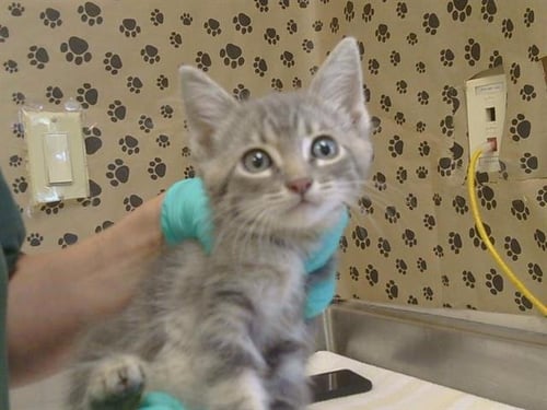 A926099 - Domestic Short Hair available for adoption