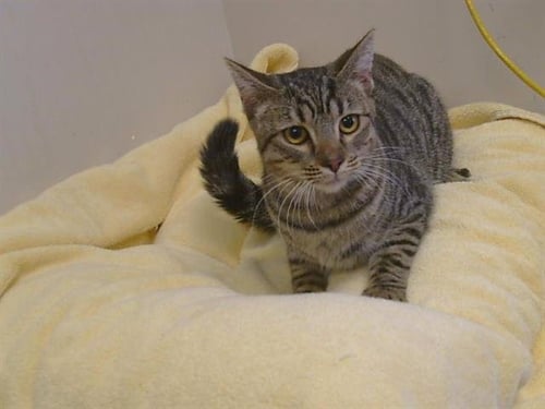 A930984 - Domestic Short Hair available for adoption