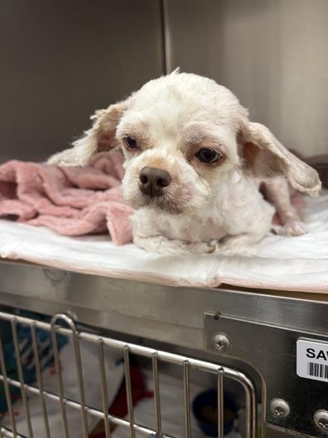 ALIA - Poodle (Miniature) available for adoption