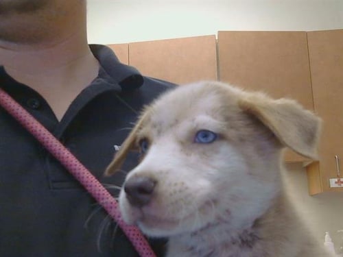 A925421 - Border Collie available for adoption