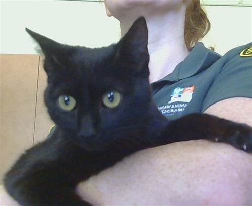 *TOPEKA - Domestic Short Hair available for adoption