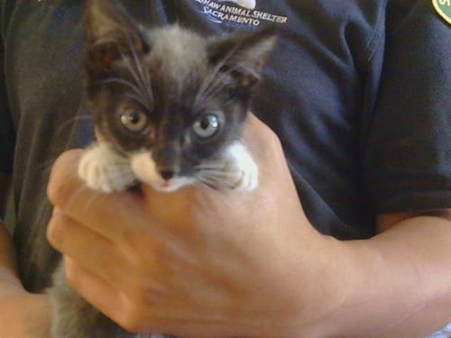 *ANGELICA - Domestic Short Hair available for adoption