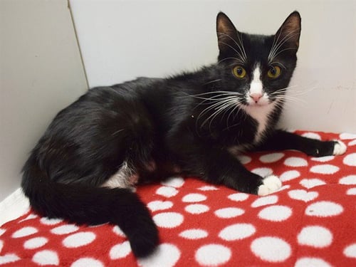 A930219 - Domestic Short Hair available for adoption