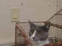 A930935 - Photo 1