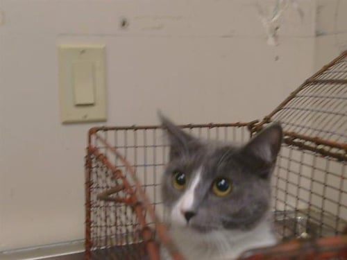 A930935 - Domestic Short Hair available for adoption