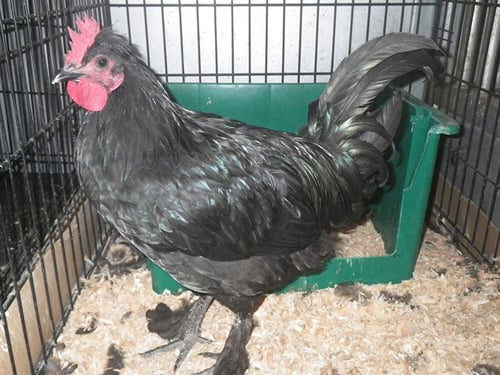 *SPANKY - Chicken available for adoption