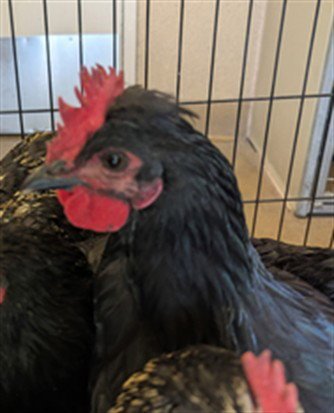 A926512 - Chicken available for adoption