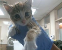 *NUTMEG - Photo 1