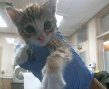 *NUTMEG - Domestic Short Hair available for adoption