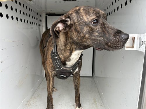 *DOLORES - Plott Hound / Pit Bull Terrier for adoption in Roseville