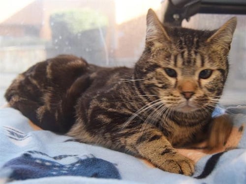 *RICO SUAVE - American Shorthair available for adoption