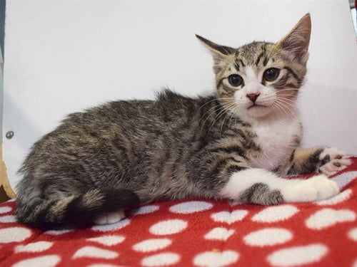 *ART - Domestic Short Hair for adoption in Elk Grove